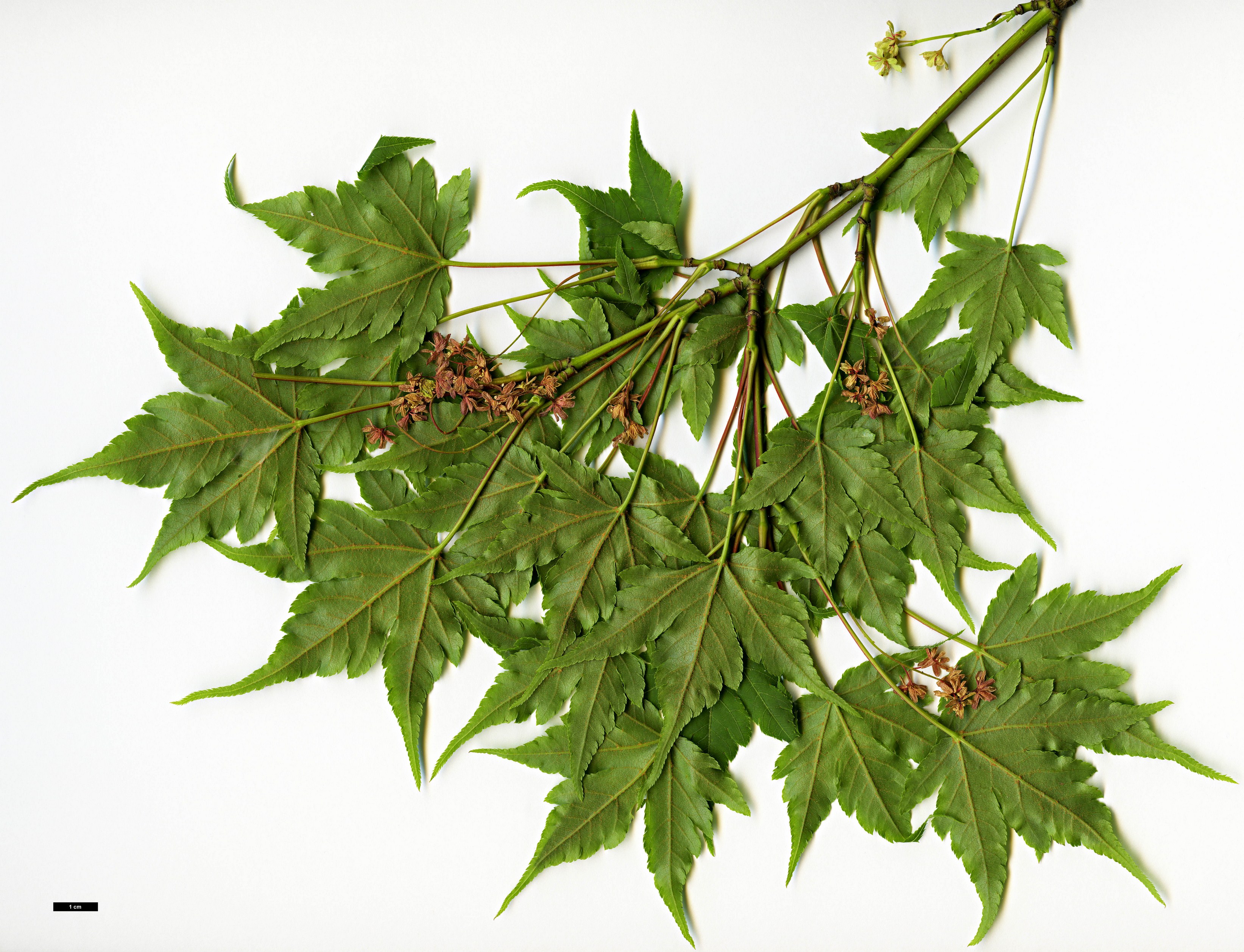 High resolution image: Family: Sapindaceae - Genus: Acer - Taxon: tschonoskii - SpeciesSub: var. australe